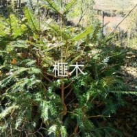 云南名貴樹(shù)種苗：榧木，紅豆杉，桂花，萬(wàn)年青，山茶等。