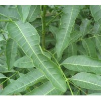 供無患子 香樟 杜英 紫薇 桂花 羅漢松 紅豆杉 竹柏小苗