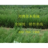 供應(yīng)優(yōu)質(zhì)側(cè)柏小苗、側(cè)柏營養(yǎng)杯苗