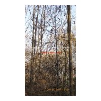 供叢生五角楓，稠李，白樺樹，樟子松小苗，水曲柳