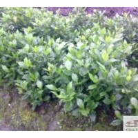 大量批發(fā)二葉桅子苗圃苗
