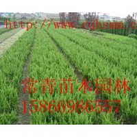 供應【側柏小苗，側柏苗木】