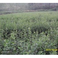大量供應木瓜一年苗，兩年苗。杜仲一年苗、兩年苗（各100萬棵