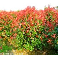 供桂花、紅葉石楠扦插小苗