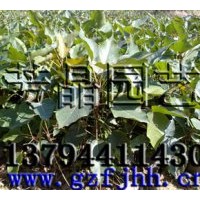 供應(yīng)菩提榕苗,鳳凰木苗,小葉欖仁苗,沉香苗,木棉苗,檀香苗,竹柏苗