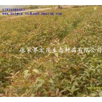 供應(yīng)桂花苗