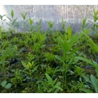 供應(yīng)檀香苗 檀香樹苗 檀香木苗 印度檀香苗 黃金檀苗 紫檀苗