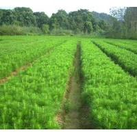 供應(yīng)4年可割松脂的濕地松苗 濕地松樹苗 濕地松木苗 松樹苗