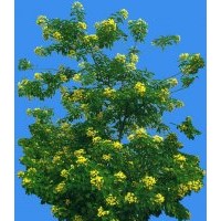 供應黃槐苗 黃槐樹 黃花槐苗