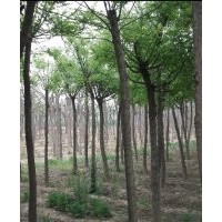 國槐價格行情 國槐基地