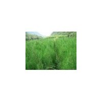 山西側(cè)柏占地苗