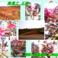 優(yōu)質(zhì)綠化苗:紫葉海棠，王族海棠，光輝海棠，錦繡海棠