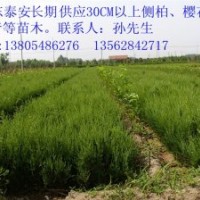 供應(yīng)側(cè)柏、冬青、櫻花、紫葉李、龍株碧桃等苗木