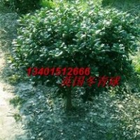 常年供應(yīng)英國(guó)冬青小苗
