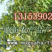 山東臨沂長期供應木瓜海棠樹苗木