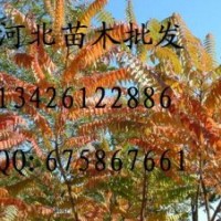 供應(yīng)油松 油松批發(fā) 大量低價出售油松 油松價格 油松哪里便宜 油