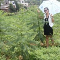藍花楹一年苗