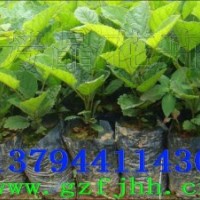 黃花風(fēng)鈴木苗,小葉欖仁苗,格木苗,鳳凰木苗,米老排苗