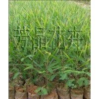 黑木相思苗,老人葵苗,藍(lán)花楹苗,桉樹(shù)苗,格木苗,千年桐苗,人面子苗