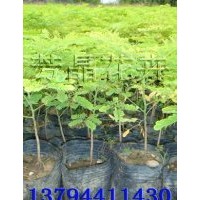 鳳凰木苗,鳳凰木種子,海南紅豆種子,海南菜豆種子,幌傘楓種子,藍(lán)