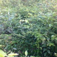 黃葛樹，天竺桂，香樟，銀杏，搖錢樹，桂花，紫微，小葉榕，櫻