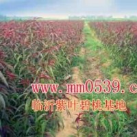 紫葉碧桃小苗0.5-2公分，賠本出售