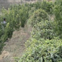 大量供應(yīng)羅漢松、各種桂花苗木和其它各種苗木
