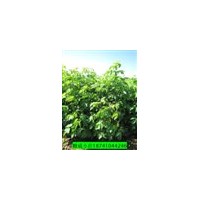紫葉稠李 金葉糖槭 多季梅 蘭葉忍冬 五角楓