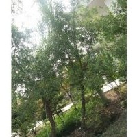 出售各種規(guī)格優(yōu)質(zhì)苗木、種子、小苗等