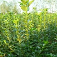 南陽(yáng)本地大量供應(yīng)大葉黃楊,金葉女貞,紅葉石楠