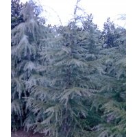 雪松種苗價(jià)格、湯泉雪松種苗供應(yīng)、南京滬寧苗木園藝場(chǎng)