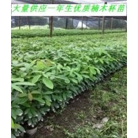 大量供應(yīng)優(yōu)質(zhì)楠木苗，楨楠杯苗，歡迎洽談