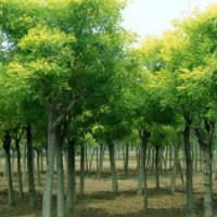 滎陽苗圃苗木基地轉讓有國槐、桉樹、木槿、百日紅、欒樹、紅葉石