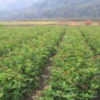 供應(yīng)廣西桂林桂花樹(shù)苗種植1年