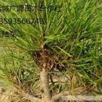 綠化苗木出售、白皮松小苗常年供應(yīng)、白皮松小苗