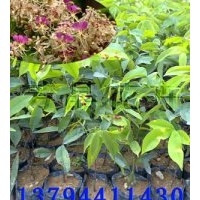 儀花苗 紅花樹苗 儀花樹苗 儀花種子