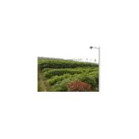 安徽100畝苗圃大量供應(yīng)一年生小苗紅葉石楠,紫薇,欒樹