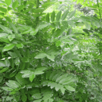 供應。速生國槐1--3.5米高當年苗。及半成品苗（秋憋子）
