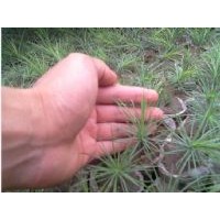 常年低價(jià)出售刺槐苗，國槐苗，冬青苗，白皮松苗。