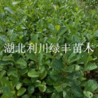 供應榿木樹苗 榿木小苗水青風樹苗 榿木苗價格