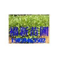 火力楠樹苗 火力楠種子 火力楠苗
