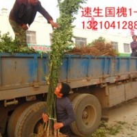 山東國槐 惠民速生國槐 國槐燜子