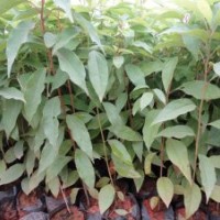 我司現(xiàn)有20萬株香樟苗供應(yīng)