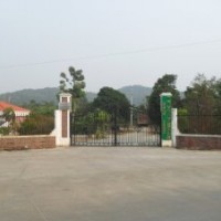 本公司長期經(jīng)營造林綠化小苗：樟樹、儀花、美麗異木棉、黃槐