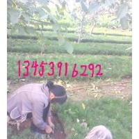 供應(yīng)2年白皮松、2年油松、國槐苗