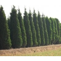 供應(yīng)白皮松，油松，華山松，樟子松，雪松，塔松