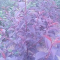 紅葉櫻花