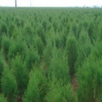 側(cè)柏苗山西側(cè)柏苗1米側(cè)柏苗，1.5米側(cè)柏苗，2米側(cè)柏苗