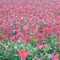 金葉女貞、黃楊、紅葉小檗、紅葉石楠、紅王子錦帶、紅瑞木、