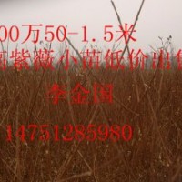 1.5高紫薇苗紫薇苗批發(fā)價格紫薇苗經(jīng)銷商紫薇苗基地